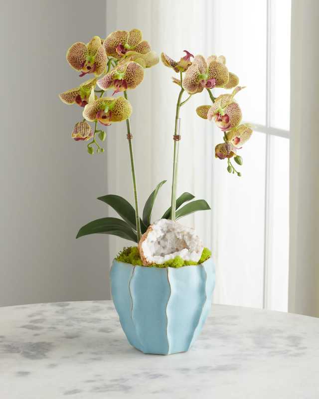 Double Orchid in Blue Finned Pot